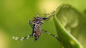 ATENÇÃO: Casos de dengue aumentam 20% entre 2022 e 2023