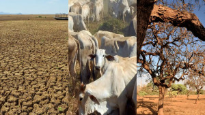 Bahia enfrenta a maior seca desde 1980 e Faeb clama por ajuda