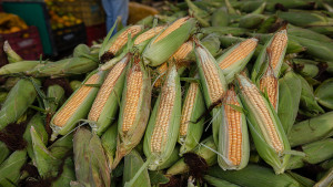 Feira do Milho começa dia 18 no Centro Comercial de Camaçari
