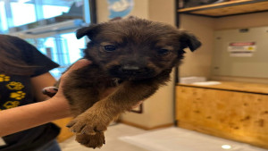 Boulevard Shopping Camaçari promove feira de adoção de animais neste sábado