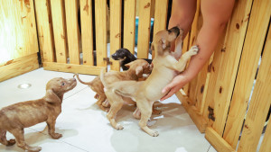 Boulevard Camaçari promove feira de adoção de pets