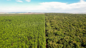 Bracell vence Prêmio Eco Amcham 2025 com iniciativa pioneira de conservação ambiental