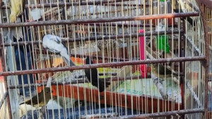 Operação resgata mais de 340 animais silvestres na Chapada Diamantina com apoio do Inema