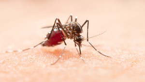 Período chuvoso: Comunidade de Busca Vida intensifica alerta contra dengue e outras arboviroses