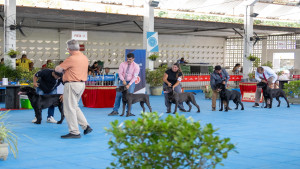 Lauro de Freitas recebe exposição canina com competição internacional e participação de crianças em Lauro de Freitas