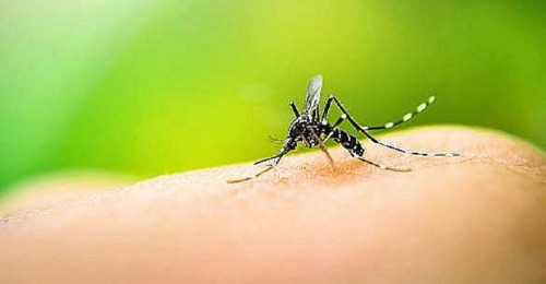 Sobe para 56 o número de óbitos por dengue registrado este ano na Bahia